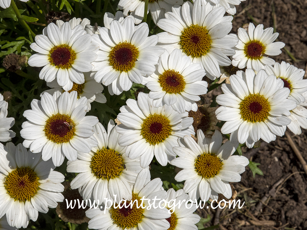 Grandessa White Marguerite Daisy (Argyranthemum)